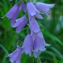 50 Blue Heirloom Campanulla Canterbury Bells Perennial Flower Seeds Fres... - $13.65