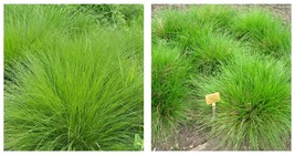 Deschampsia cespitosa | Starter Plant Plug | Tufted hairgrass | Showy - £25.30 GBP