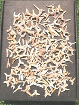 Shark Teeth Fossil Lot – Genuine Prehistoric Specimens for Collection &amp; ... - €29,84 EUR