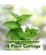 12 Cuttings Tradescantia Fluminensis Green Wandering Jew Plant - $28.03 CAD