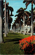 Avenue of Magnificent Royal Palms Southern Florida Postcard PC92 - £3.92 GBP