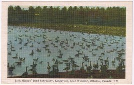 Postcard Jack Miners Bird Sanctuary Kingsville Near Windsor Ontario - £3.94 GBP