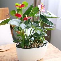 120 seeds Anthurium Bonsai Indoor Potted Hydroponic Flowers Seeds  - £13.34 GBP