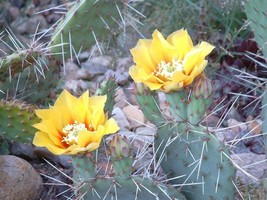 Desert Prickly Pear - Extreme Hardy Cactus - 20 seeds (G 002) - £3.17 GBP