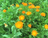 1 Oz English Marigold Seeds Ornamental Culinary Medicinal Garden Container - £12.85 GBP