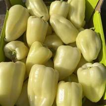 Sweet White Bell Pepper, 8 Seeds - £8.08 GBP