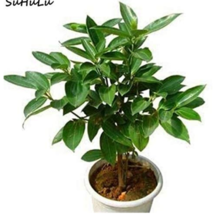 20  pcs Cinnamon Bonsai Evergreen Tree Potted Plant for Home Garden, Indoor Grov - £6.67 GBP