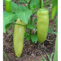 Hungarian Wax Chile Pepper 200 Seeds #MBG02  - $18.17