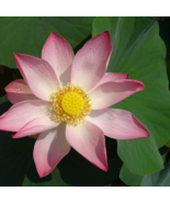 Emilia Pink Lotus Flower Nelumbo Nucifera - 1 Seeds - £4.60 GBP