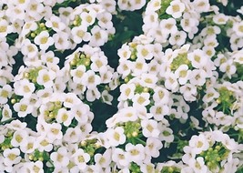 BPA Sweet Alyssum Flower Seeds 4000 Carpet Of Snow White Aroma Annual From US - £7.18 GBP