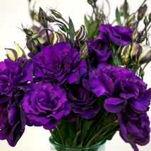 Fast Ship USA Seller Lisianthus Seeds Echo Purple 50 Seeds Flower Seeds ... - $19.70