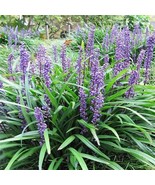 Liriope Muscari Bulk Wholesale, 50 Seeds D - $16.35