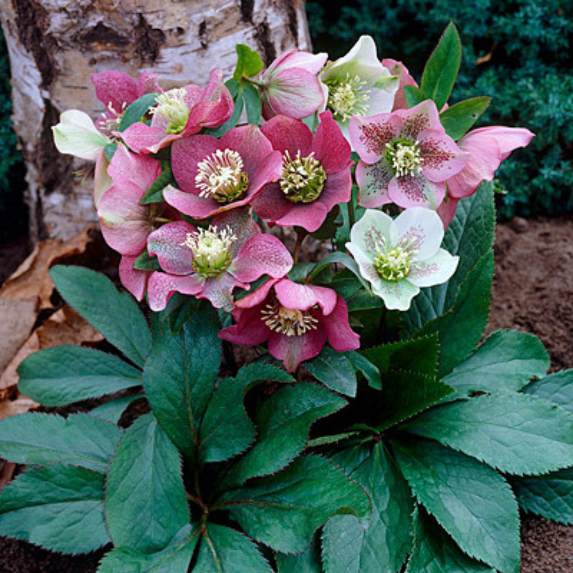 Helleborus Orientalis Seeds Christmas rose Lenten rose - 100 Seeds