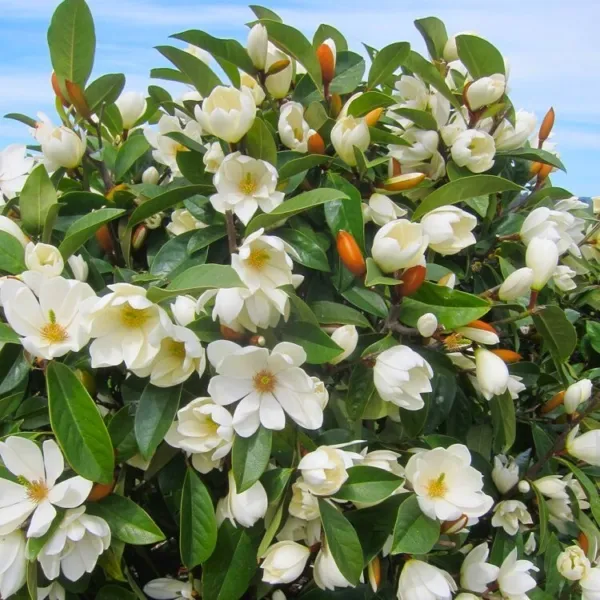 Fairy Cream Michelia Doltsopa Magnolia Tree Cream Fragrant Blooms Well Rooted - £77.30 GBP