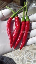 Calabrian pepper Diavolicchio Diamante pepper seeds, Italy heirloom pepp... - $2.50