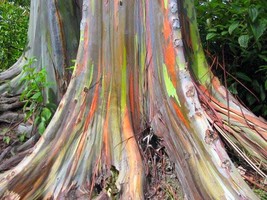 FROM US Medicinal Live Plant 8”-12” Eucaliptos (Rainbow eucalyptus) TP15 - £81.41 GBP