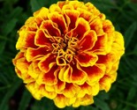 200 Seeds French Marigold Dwarf Naughty Marietta Heirloom Insect Repelle... - $8.99