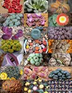 STONE PLANTS MIX , lithops mesembs succulent rocks living stones seed 50 SEEDS - £13.88 GBP