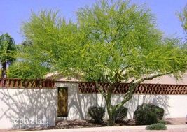 Blue Palo Verde Tree 10 Seeds - Parkinsonia Florida - $5.00