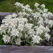 200 Edelweiss Herb Seeds White Alpine Rock Flowers Leontopodium Alpinum Fast Shi - $11.09