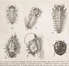 1903 Asiatic Ladybird Insect Wood Engraving Agriculture Farming Larval S... - $19.99