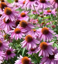 Fresh Garden Purple Coneflowers - Seeds - Organic - Non Gmo - Heirloom S... - £7.09 GBP