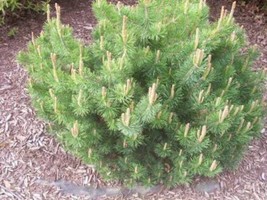 25 Mugo Pine Dwarf Evergreen Pinus Pumilio Shrub   - £13.58 GBP