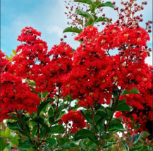  RED CREPE MYRTLE Crape Tree Shrub  Flower 35 Seeds  - £7.85 GBP