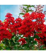  RED CREPE MYRTLE Crape Tree Shrub  Flower 35 Seeds  - $9.99