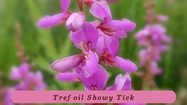 Tropical Charm 100 Seeds Trefoil Showy Tick Perennial Pink Usa - $32.21 MXN