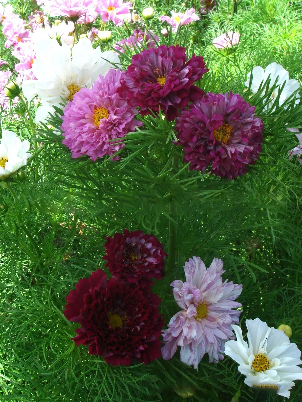 1000 seeds Purple Cosmos Bipinnatus Coreopsis Mix other Colors Double Flowers - £72.45 GBP