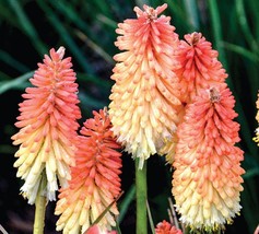 25 pcs Hot and Cold Torch Lily Hot Poker Flower Seed Perennial Seed - £8.99 GBP