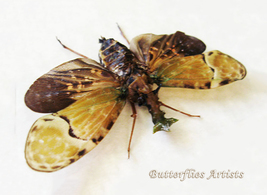 Flying Dragon Real Lanternfly Phrictus Buchei Rare Framed Entomology Sha... - £58.34 GBP
