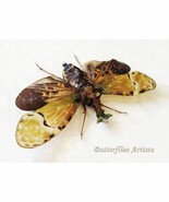 Flying Dragon Real Lanternfly Phrictus Buchei Rare Framed Entomology Sha... - $72.99