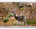 National Park Blacktail Deer W S Berry Gardiner Montana MT UNP DB Postca... - $17.03