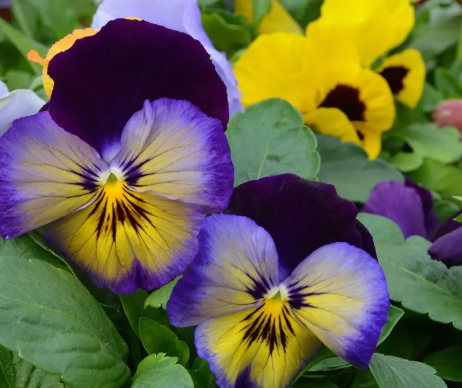 RAFH 20 Cool Wave Edition Pansy Seeds Beautiful Mix Planting Heirloom Seeds - $9.50