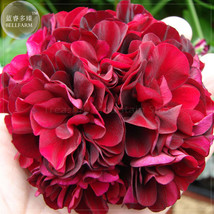Geranium Black Rose Pelargonium Seeds - £5.41 GBP