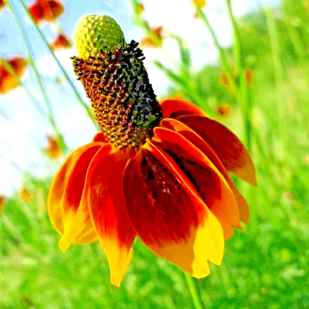Fast Shipping! Mexican Hat 20 Seeds Drought Tolerant Deer Repellent - €3,77 EUR