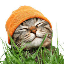 Cat Grass Seeds / VNS Oat Grass, Non-GMO - 20 Fresh Herb Seeds for Garde... - $46.22 MXN