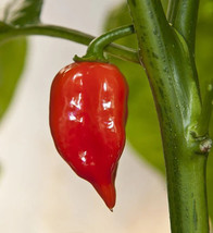 Simple Pack 12 seed Vegetable Hot chilli pepper habanero maya red organic - £6.20 GBP