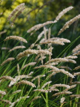 Melica Cilliata 25 Seeds - $7.98