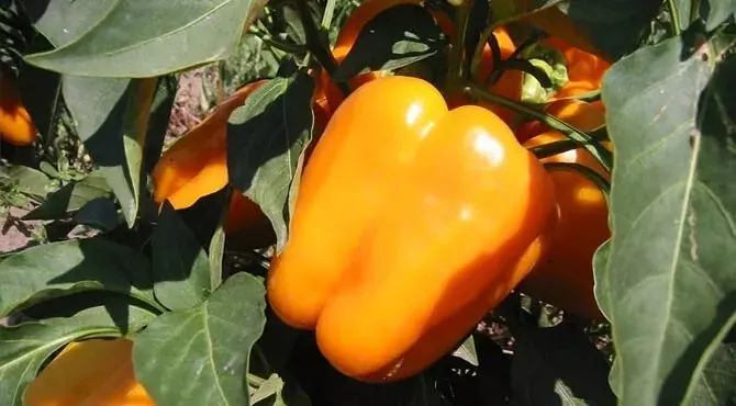 SYST 30 Seeds Orange King Bell Pepper Heirloom Non Gmo Seed Catalog Home... - £7.19 GBP