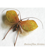 Rare Leaf Mimic Cycloptera Speculata Katydid Grasshopper Entomology Shad... - €110,96 EUR