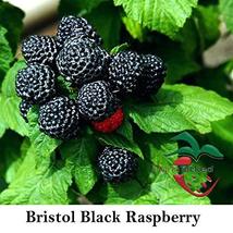 Bristol Raspberry - 1 Black Rasberry Plant- Best Black Raspberry Flavor - $19.95