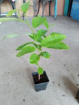 8&quot; - 12&quot;  Apple Sugar Seedling Live Plant Fruit , Na Dai, Mãng Cầu Dai, - £15.97 GBP