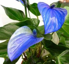 Blue Anthurium andraeanum, 100 Seeds - £12.74 GBP