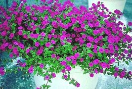 2000 Seeds &quot;SHANIN&quot; WILD PETUNIA Wildflower Garden Containers Hanging Baskets - £13.11 GBP