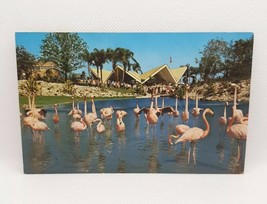 Pink Flamingos In Lagoon Anheuser Busch Gardens Florida RPPC Postcard Unposted - £4.66 GBP