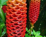 Beehive Ginger Flower Plant Garden Planting 15 Authentic Seeds - £5.19 GBP