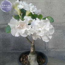 Bai Nangzi White Wrinkled Adenium Desert Rose 2 5 Layer Compact Flowers Garden B - $10.89